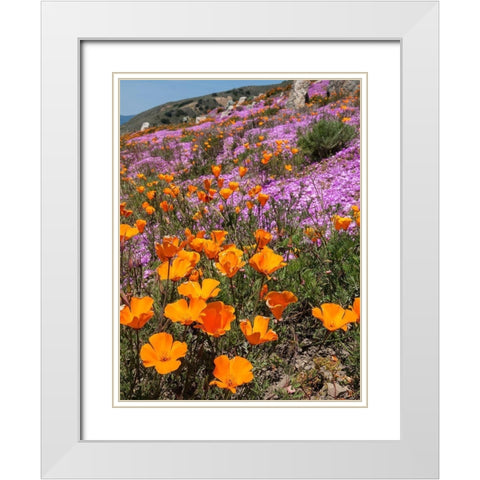 California Poppies-Big Sur-California-USA White Modern Wood Framed Art Print with Double Matting by Miller, Anna