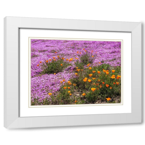California Poppies-Big Sur-California-USA White Modern Wood Framed Art Print with Double Matting by Miller, Anna