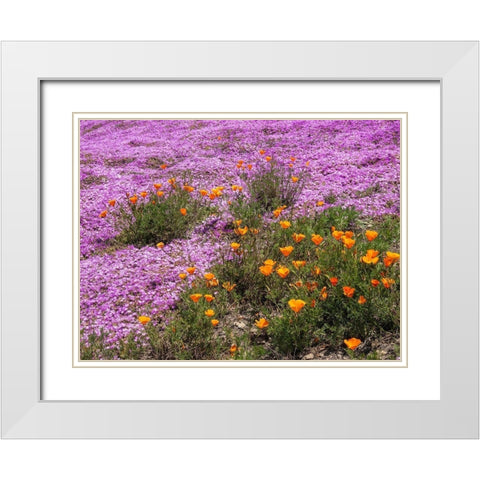California Poppies-Big Sur-California-USA White Modern Wood Framed Art Print with Double Matting by Miller, Anna