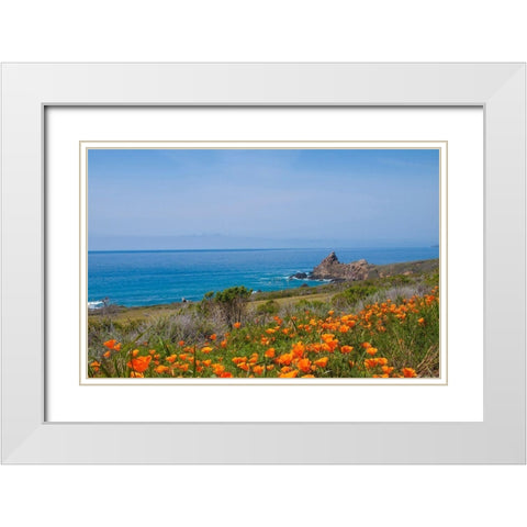 California Poppies-Big Sur-California-USA White Modern Wood Framed Art Print with Double Matting by Miller, Anna