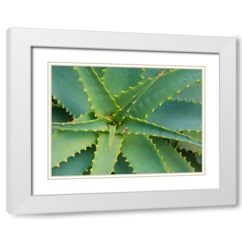 Aloe Plant-Big Sur-California-USA White Modern Wood Framed Art Print with Double Matting by Miller, Anna