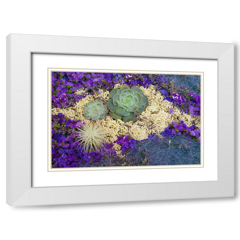 Succulents-Big Sur-California-USA White Modern Wood Framed Art Print with Double Matting by Miller, Anna