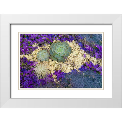 Succulents-Big Sur-California-USA White Modern Wood Framed Art Print with Double Matting by Miller, Anna