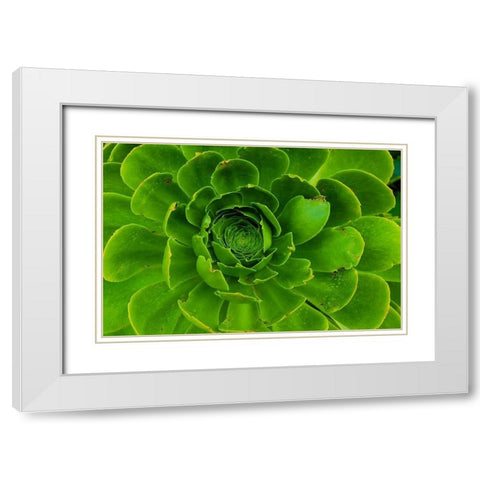 Succulent-Big Sur-California-USA White Modern Wood Framed Art Print with Double Matting by Miller, Anna