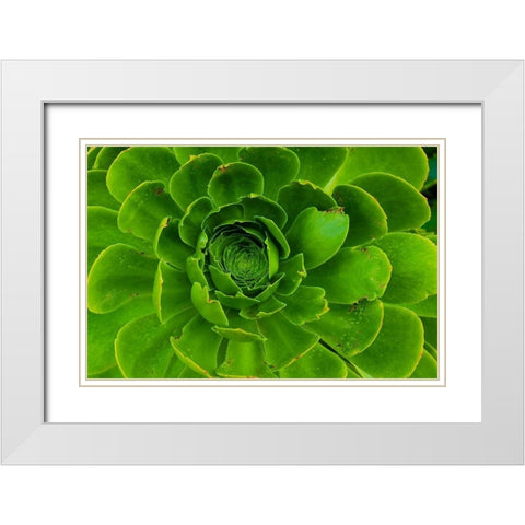 Succulent-Big Sur-California-USA White Modern Wood Framed Art Print with Double Matting by Miller, Anna