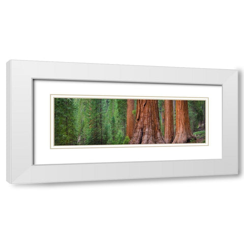 Mariposa Grove-Yosemite-Sierra Mountains-California-USA White Modern Wood Framed Art Print with Double Matting by Miller, Anna
