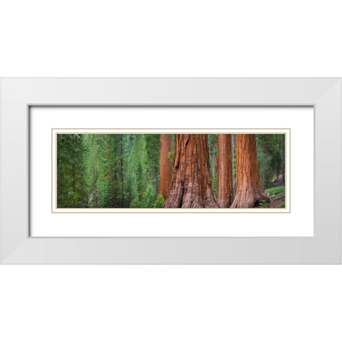 Mariposa Grove-Yosemite-Sierra Mountains-California-USA White Modern Wood Framed Art Print with Double Matting by Miller, Anna