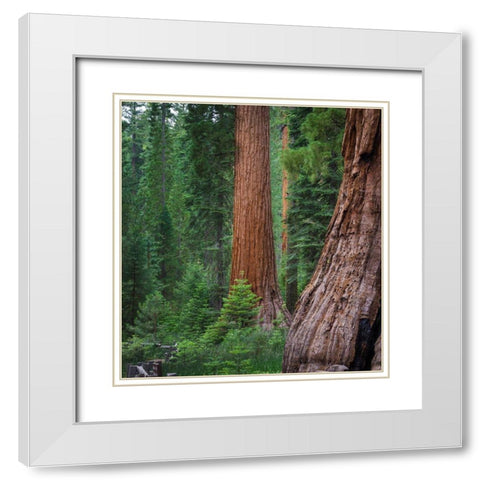 Mariposa Grove-Yosemite-Sierra Mountains-California-USA White Modern Wood Framed Art Print with Double Matting by Miller, Anna