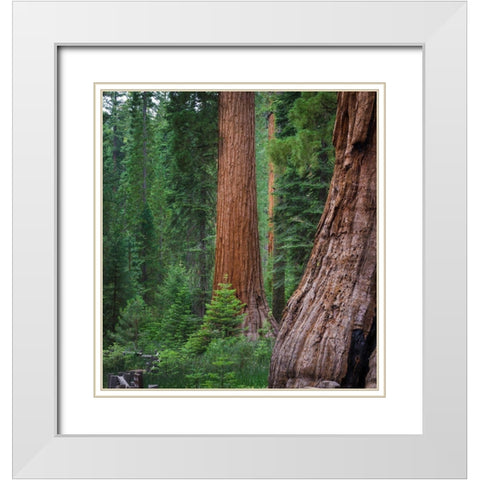Mariposa Grove-Yosemite-Sierra Mountains-California-USA White Modern Wood Framed Art Print with Double Matting by Miller, Anna