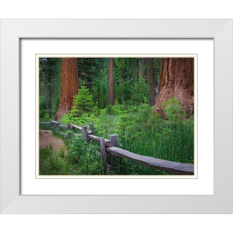 Mariposa Grove-Yosemite-Sierra Mountains-California-USA White Modern Wood Framed Art Print with Double Matting by Miller, Anna