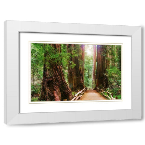 Muir Woods National Monument-Marin County-California-USA White Modern Wood Framed Art Print with Double Matting by Miller, Anna