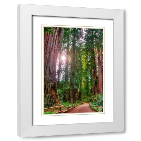 Muir Woods National Monument-Marin County-California-USA White Modern Wood Framed Art Print with Double Matting by Miller, Anna