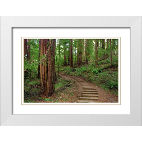 Muir Woods National Monument-Marin County-California-USA White Modern Wood Framed Art Print with Double Matting by Miller, Anna