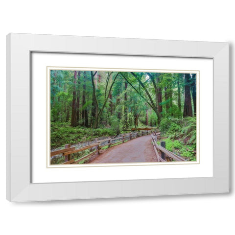Muir Woods National Monument-Marin County-California-USA White Modern Wood Framed Art Print with Double Matting by Miller, Anna