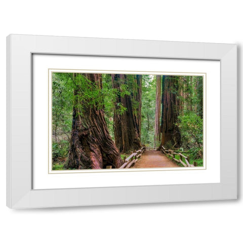 Muir Woods National Monument-Marin County-California-USA White Modern Wood Framed Art Print with Double Matting by Miller, Anna