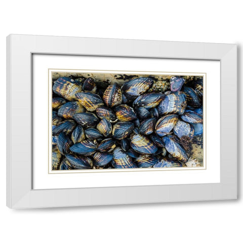 Mussel Colonies in Fitzgerald Marine Reserve-California-USA White Modern Wood Framed Art Print with Double Matting by Miller, Anna