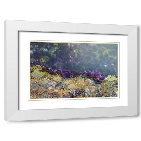Purple Sea Urchins-Point Lobos State Natural Reserve-California-USA White Modern Wood Framed Art Print with Double Matting by Miller, Anna