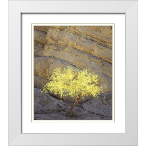 CA, Mecca Hills, A flowering Palo Verde tree White Modern Wood Framed Art Print with Double Matting by Talbot Frank, Christopher