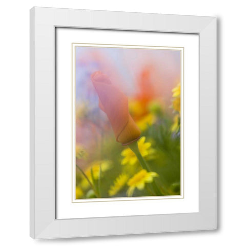 CA, Antelope Valley, Abstract of poppies White Modern Wood Framed Art Print with Double Matting by Anon, Ellen