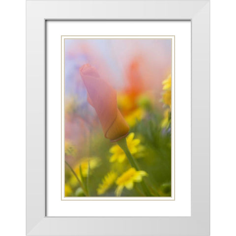 CA, Antelope Valley, Abstract of poppies White Modern Wood Framed Art Print with Double Matting by Anon, Ellen