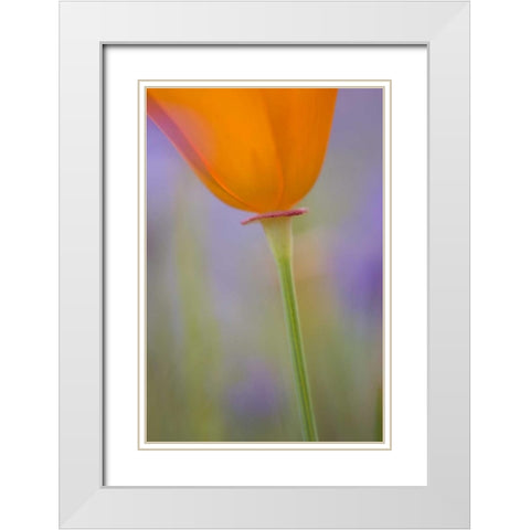 California, Antelope Valley, Poppy flower White Modern Wood Framed Art Print with Double Matting by Anon, Ellen