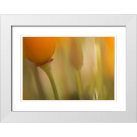 California, Antelope Valley, Abstract of poppies White Modern Wood Framed Art Print with Double Matting by Anon, Ellen