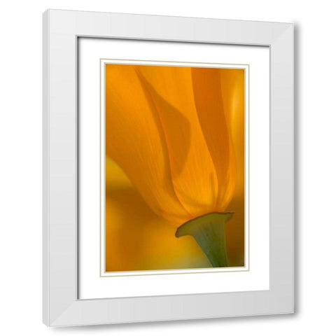 California, Antelope Valley, Backlit poppy White Modern Wood Framed Art Print with Double Matting by Anon, Ellen