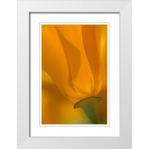 California, Antelope Valley, Backlit poppy White Modern Wood Framed Art Print with Double Matting by Anon, Ellen
