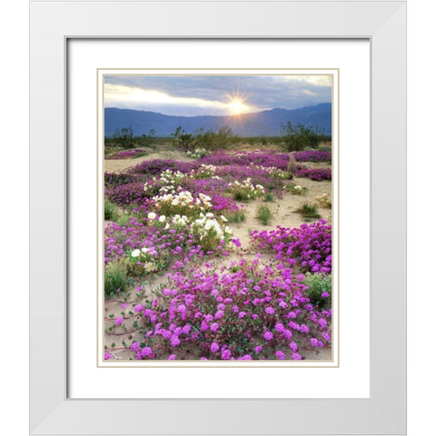 CA, Anza-Borrego Desert wildflowers at sunset White Modern Wood Framed Art Print with Double Matting by Talbot Frank, Christopher