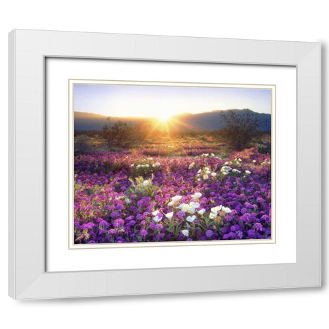 CA, Anza-Borrego Desert wildflowers at sunset White Modern Wood Framed Art Print with Double Matting by Talbot Frank, Christopher