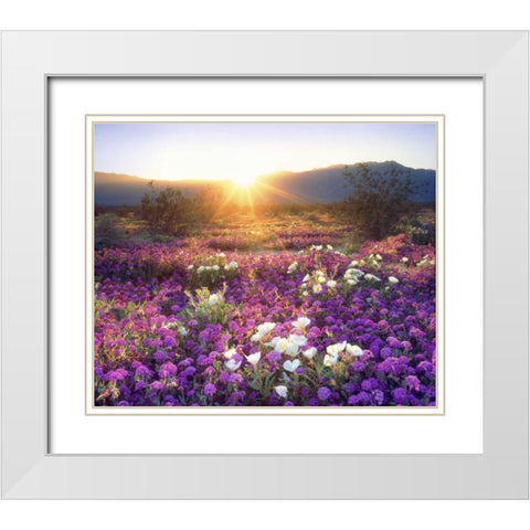 CA, Anza-Borrego Desert wildflowers at sunset White Modern Wood Framed Art Print with Double Matting by Talbot Frank, Christopher