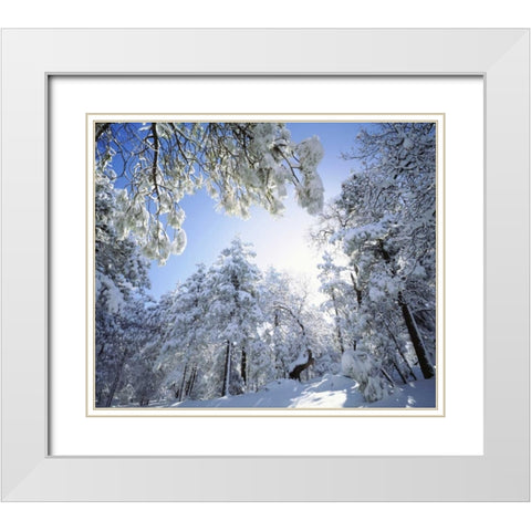 CA, Cleveland NF, Laguna Mts, Snowed trees in sun White Modern Wood Framed Art Print with Double Matting by Talbot Frank, Christopher