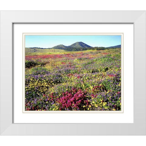CA, Cuyamaca Rancho SP Meadow of flowers White Modern Wood Framed Art Print with Double Matting by Talbot Frank, Christopher