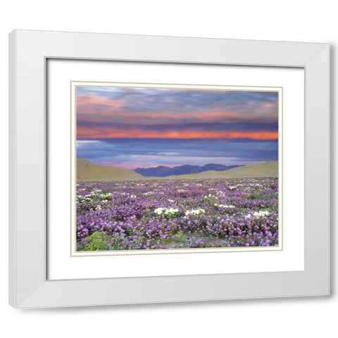 CA, Anza-Borrego Desert wildflowers at sunset White Modern Wood Framed Art Print with Double Matting by Talbot Frank, Christopher