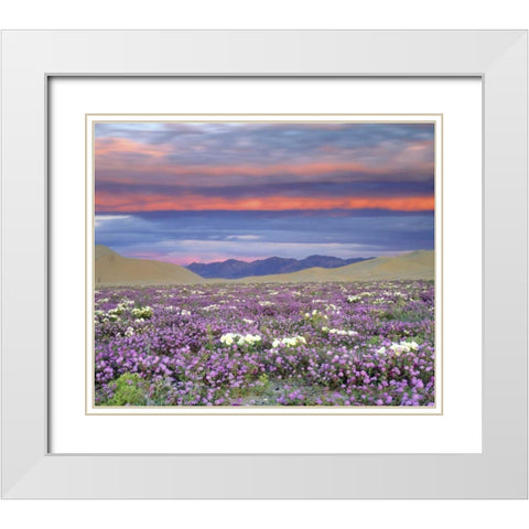 CA, Anza-Borrego Desert wildflowers at sunset White Modern Wood Framed Art Print with Double Matting by Talbot Frank, Christopher