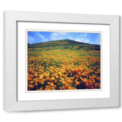 CA, Lake Elsinore California poppies on a hill White Modern Wood Framed Art Print with Double Matting by Talbot Frank, Christopher