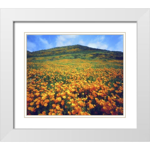 CA, Lake Elsinore California poppies on a hill White Modern Wood Framed Art Print with Double Matting by Talbot Frank, Christopher