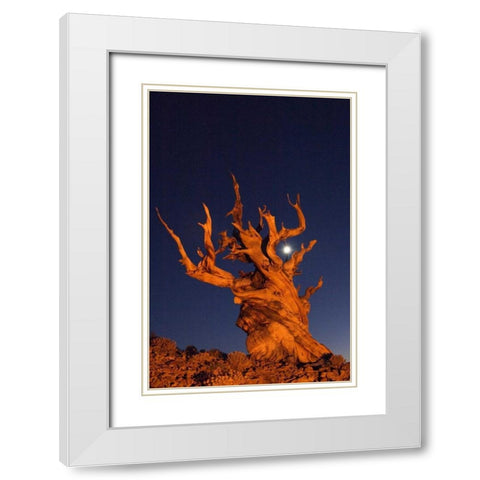 CA, White Mts, Moon and bristlecone pine tree White Modern Wood Framed Art Print with Double Matting by Kirkland, Dennis
