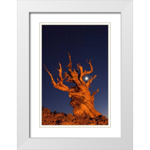 CA, White Mts, Moon and bristlecone pine tree White Modern Wood Framed Art Print with Double Matting by Kirkland, Dennis