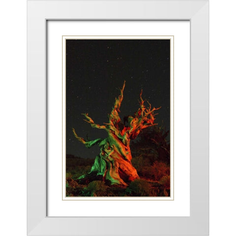 CA, White Mts, Bristlecone pine tree at night White Modern Wood Framed Art Print with Double Matting by Kirkland, Dennis
