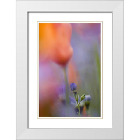 California, Abstract of poppies and gilia flowers White Modern Wood Framed Art Print with Double Matting by Anon, Ellen