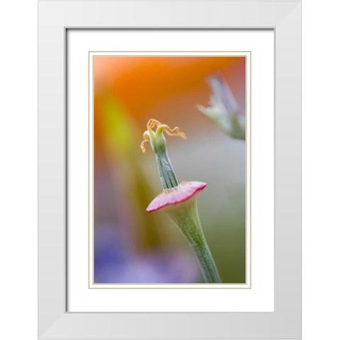 California, Poppy flower without petals White Modern Wood Framed Art Print with Double Matting by Anon, Ellen