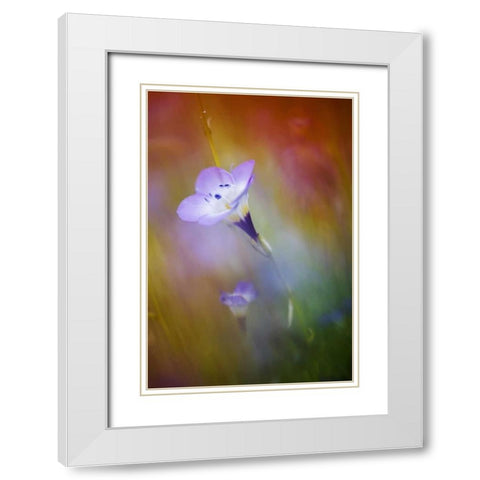 California, Abstract of gilia amidst flowers White Modern Wood Framed Art Print with Double Matting by Anon, Ellen