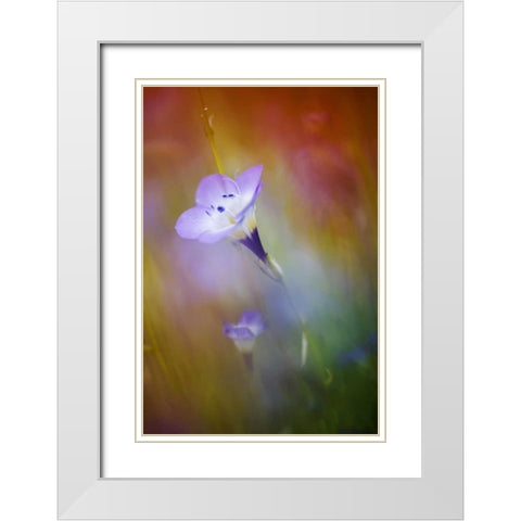 California, Abstract of gilia amidst flowers White Modern Wood Framed Art Print with Double Matting by Anon, Ellen