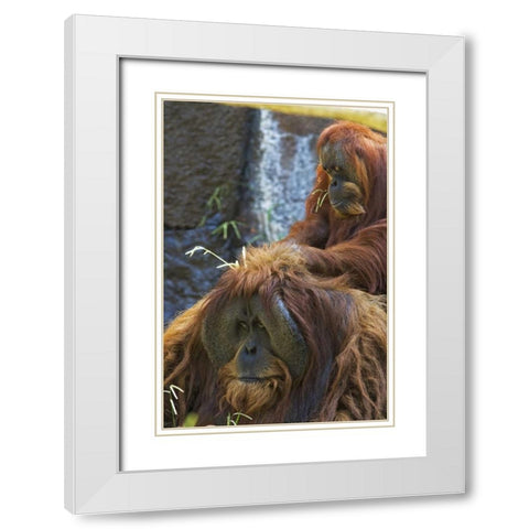 California, Sacramento Sumatran orangutans White Modern Wood Framed Art Print with Double Matting by Flaherty, Dennis