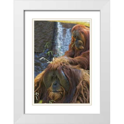 California, Sacramento Sumatran orangutans White Modern Wood Framed Art Print with Double Matting by Flaherty, Dennis