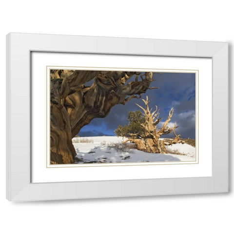 CA, White Mts Ancient bristlecone pine trees White Modern Wood Framed Art Print with Double Matting by Flaherty, Dennis