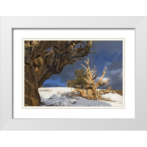 CA, White Mts Ancient bristlecone pine trees White Modern Wood Framed Art Print with Double Matting by Flaherty, Dennis