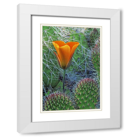 CA, Death Valley NP Mariposa tulip amid cacti White Modern Wood Framed Art Print with Double Matting by Flaherty, Dennis