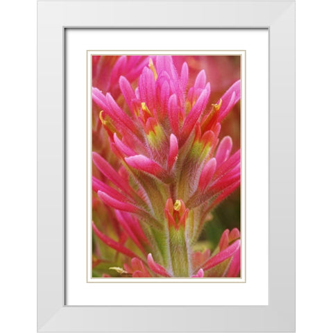 CA, Indian paintbrush in the Great Basin Desert White Modern Wood Framed Art Print with Double Matting by Flaherty, Dennis